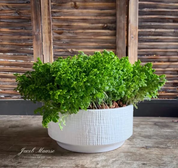 Potted plants & succulents